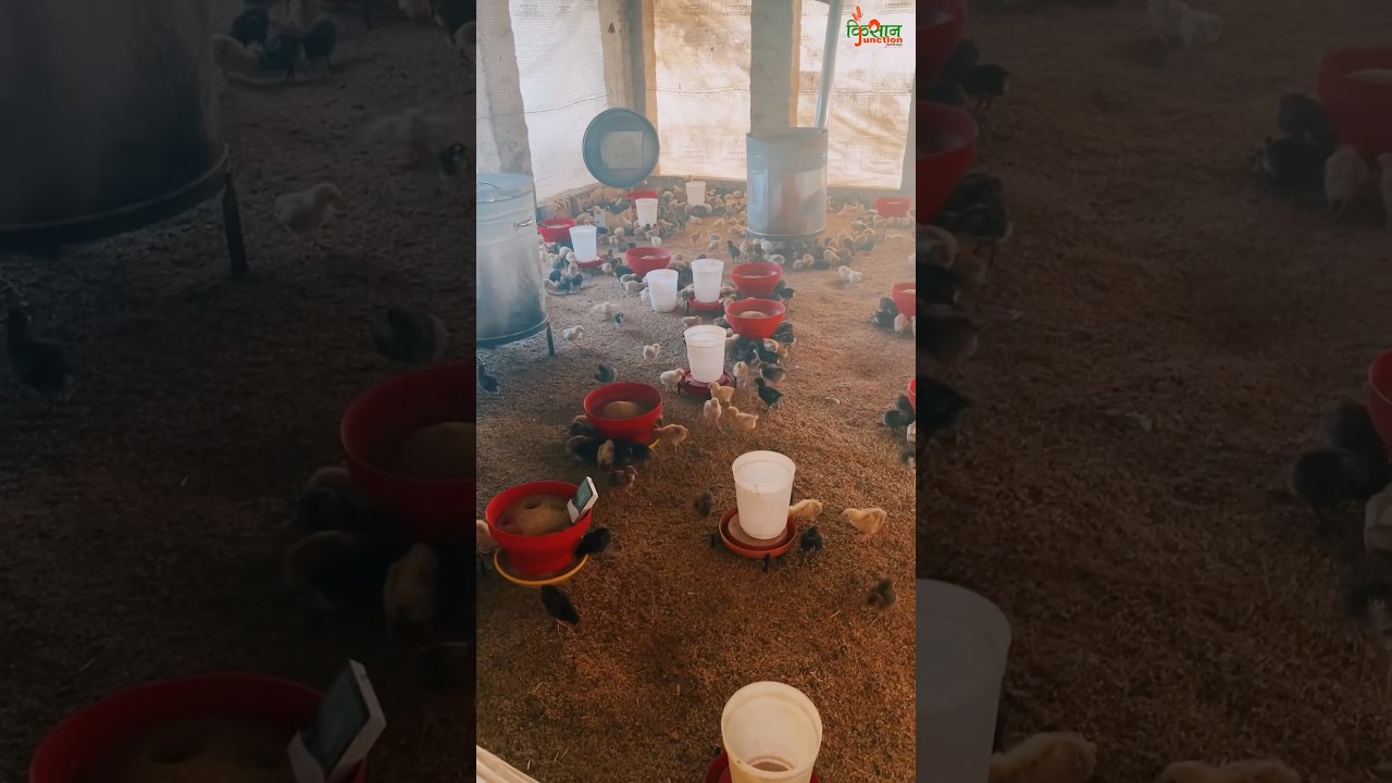 Male Chicks Price 24December2025/ 7206035181 #farmer #livestockfarm #birds #poultryfarm #poultry