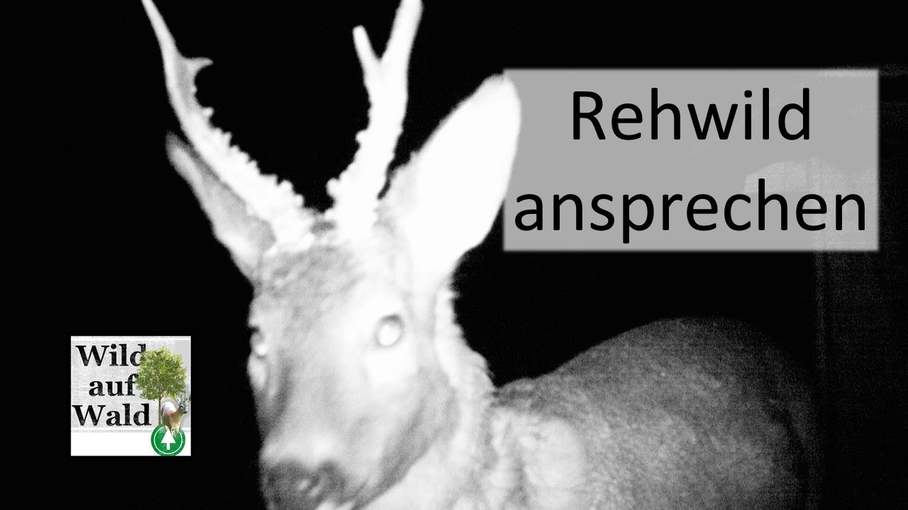 🦌11 Beispiele, um das Ansprechen von Rehwild zu üben - im Frühling und Frühsommer