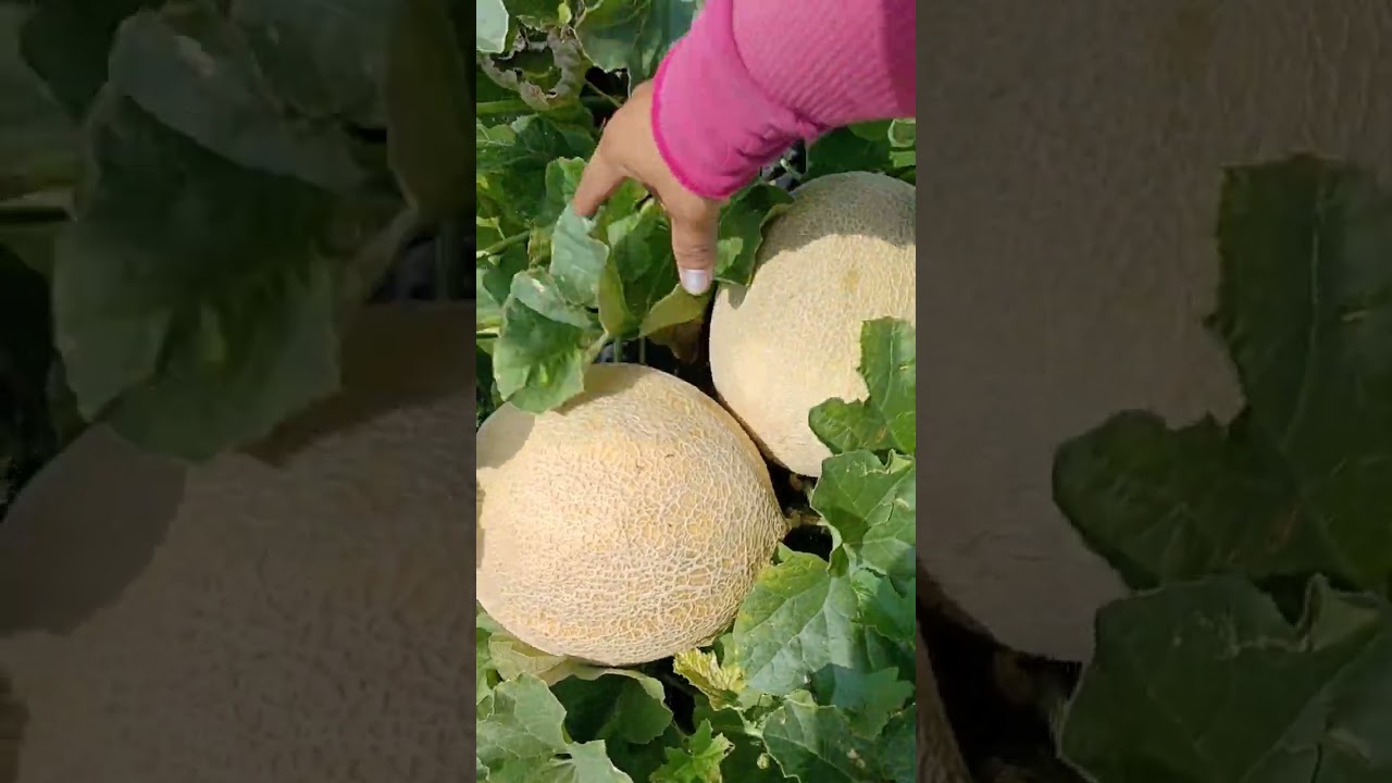 En la pisca de  melon en plant city fl