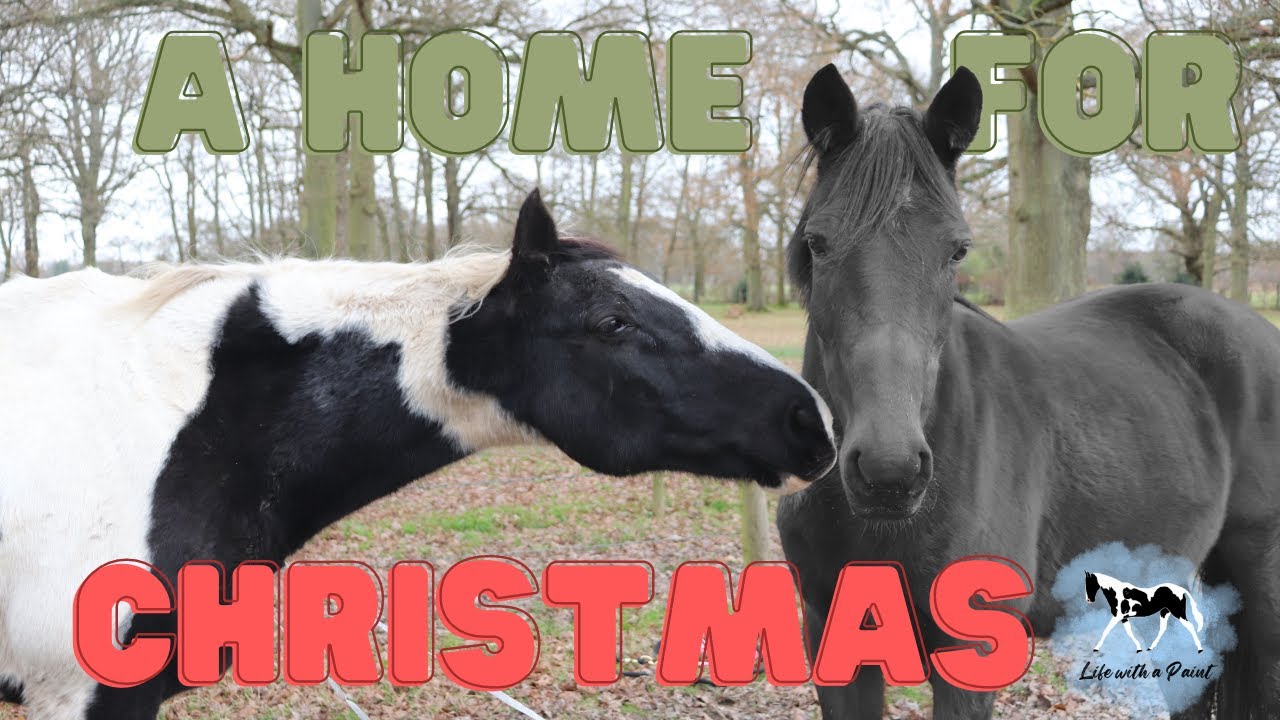 A home for Christmas...