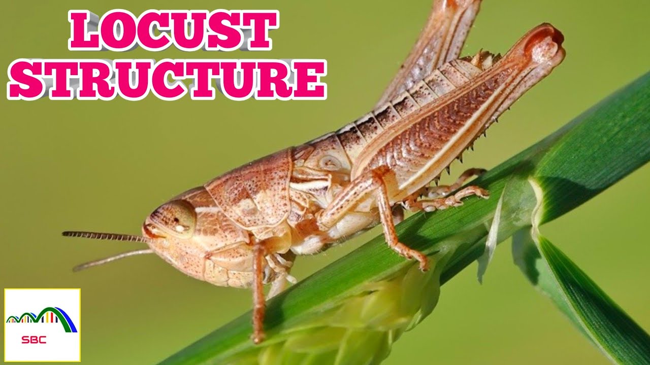 MIGRATORY LOCUST STRUCTURE | PHYLUM ARTHROPODA | LOCUST SWARM ON THE GROUND | #SWARNIMBIOLOGYCLASSES