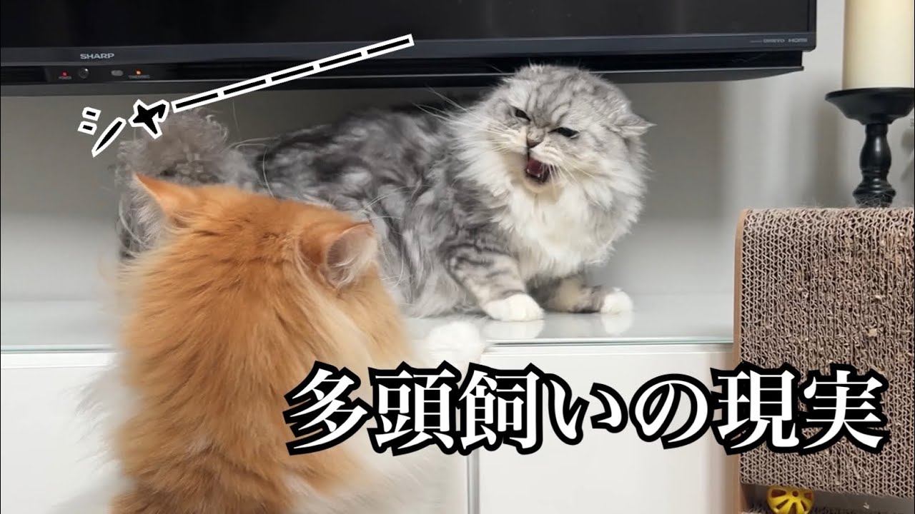 個性的な猫5匹多頭飼いのカオスな1日