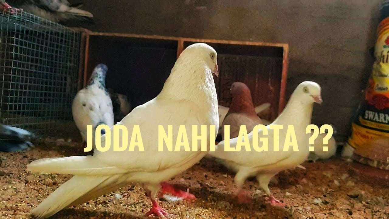 KABUTAR KA JODA NAHI LAGTA ? HINDI/URDU