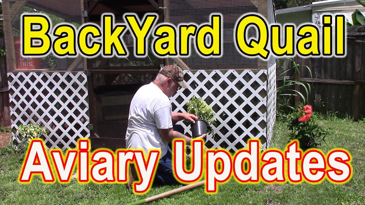 BACKYARD QUAIL - Aviary Updates