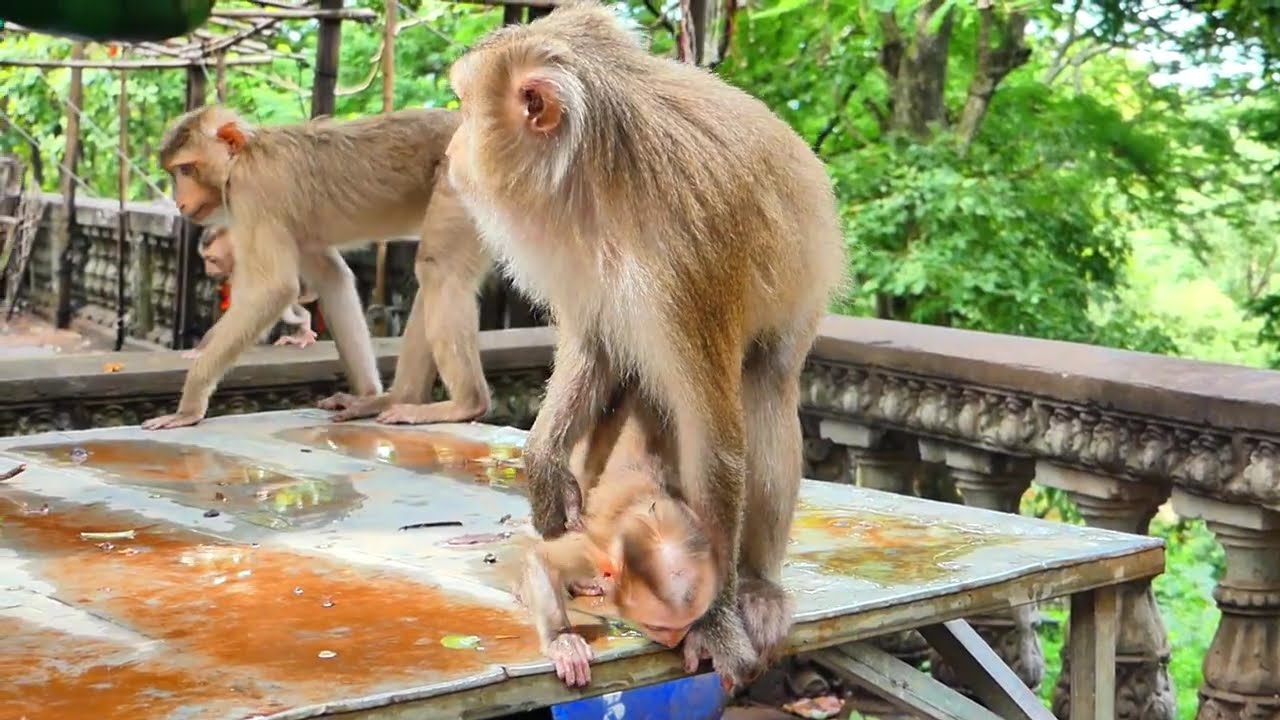 Baby Monkey Leo Cries for Mom’s Love and Care