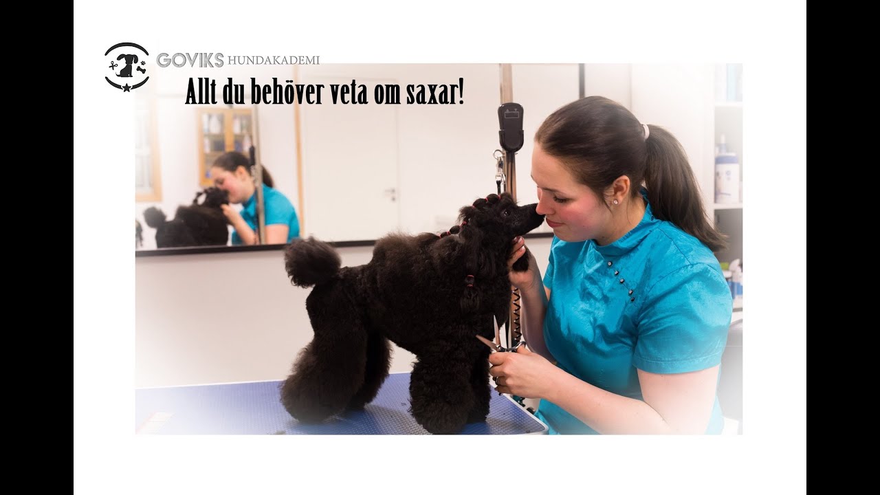 Allt du behöver veta om saxar