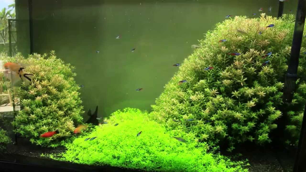 Pearl Weed Carpet