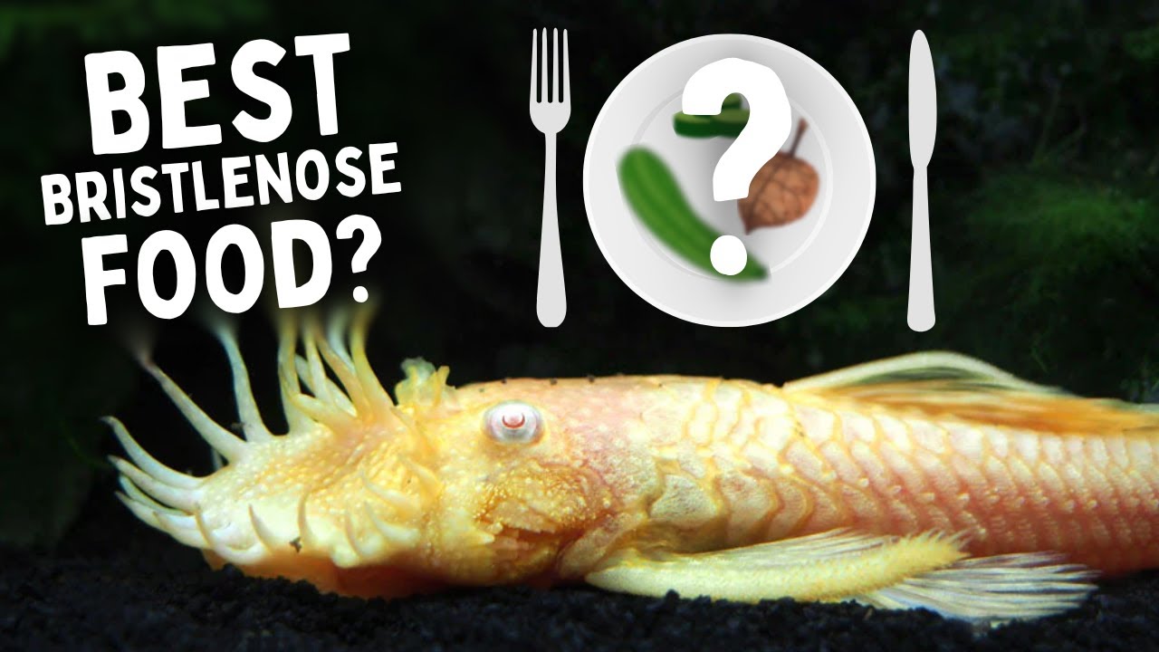 What to Feed Your Bristlenose | Top 5 Food Choices