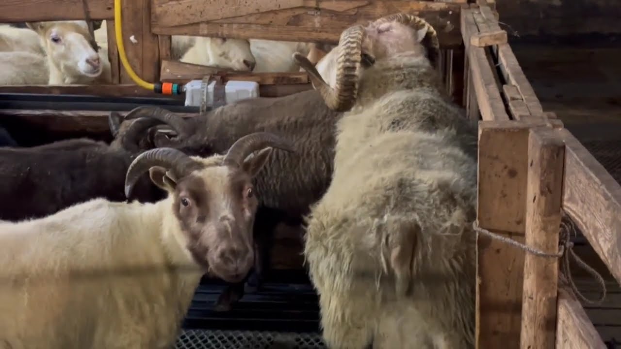 Icelandic Sheep: Mating Season
