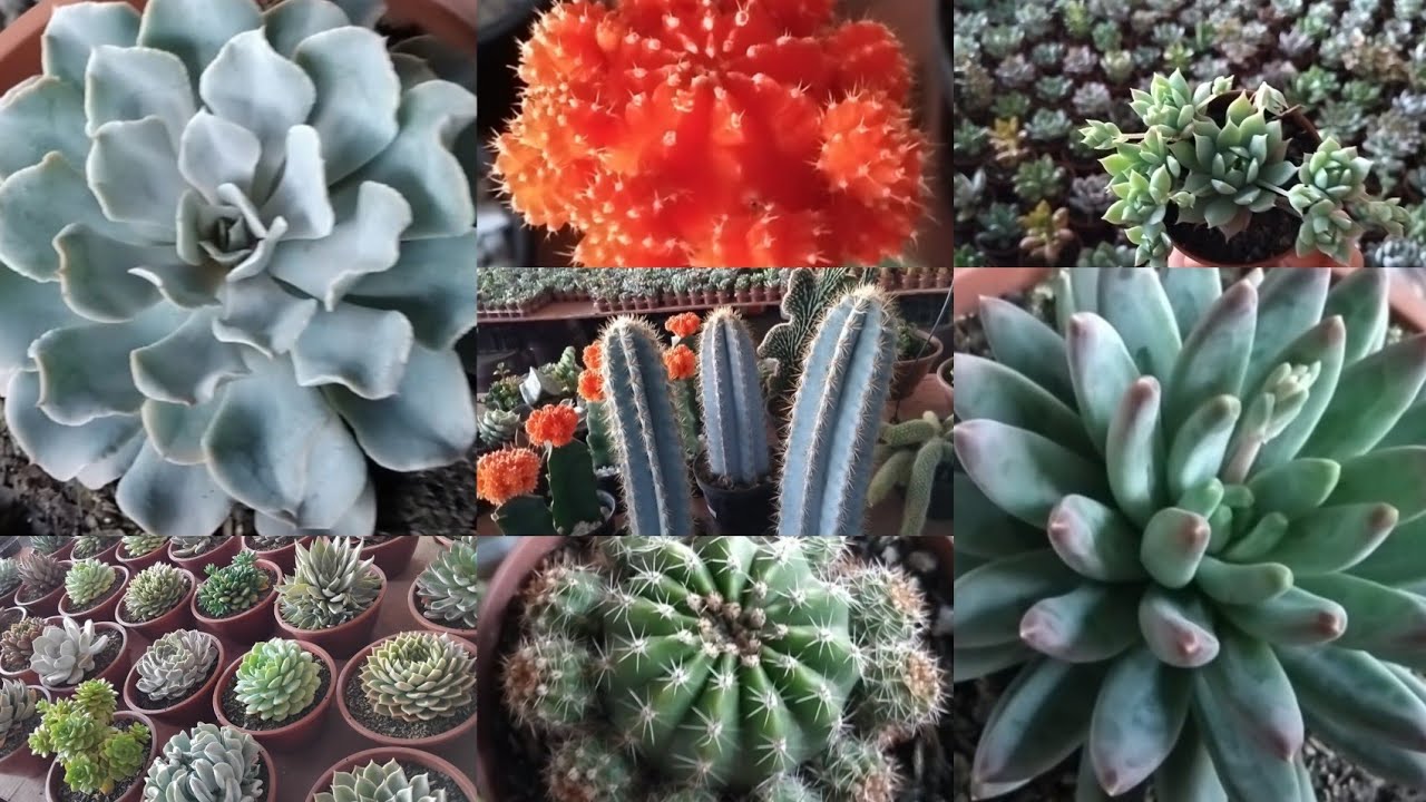 Cadeg tem #suculentas ,#cactos e muitas  #plantas!#fypviral #viralyoutubevideo #casa #jardim #sol