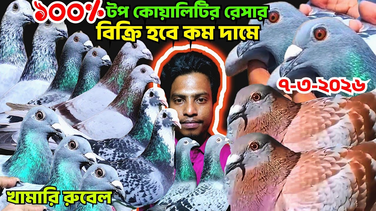 ১০০% টপ কোয়ালিটি রেসার কবুতর দাম বিক্রি হবে। ওরজিনিয়াল রেসার কবুতর কিনুন মাগনা দামে। রুবেলের রেসার