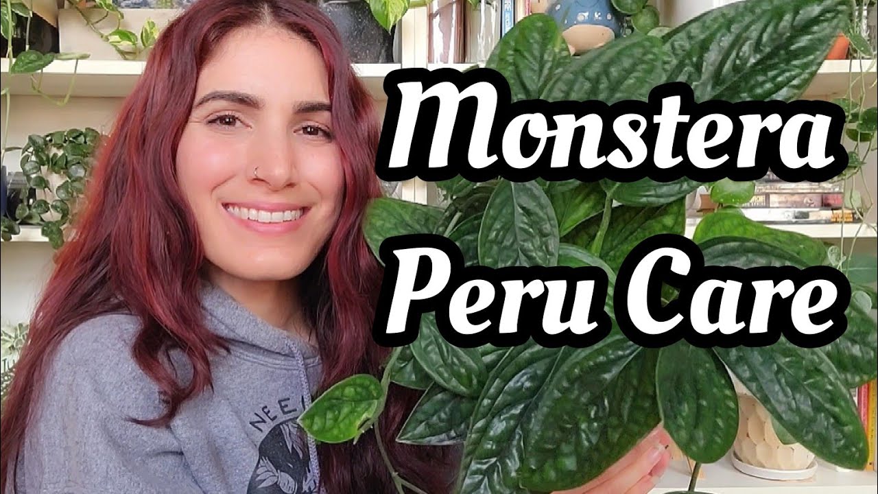 Monstera karstenianum 'Peru' Plant Care! 🪴 PLANTMAS Day 2 🎅