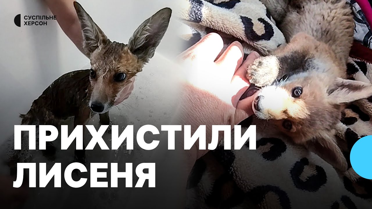 Родина вимушених переселенців з Херсонщини прихистила лисеня