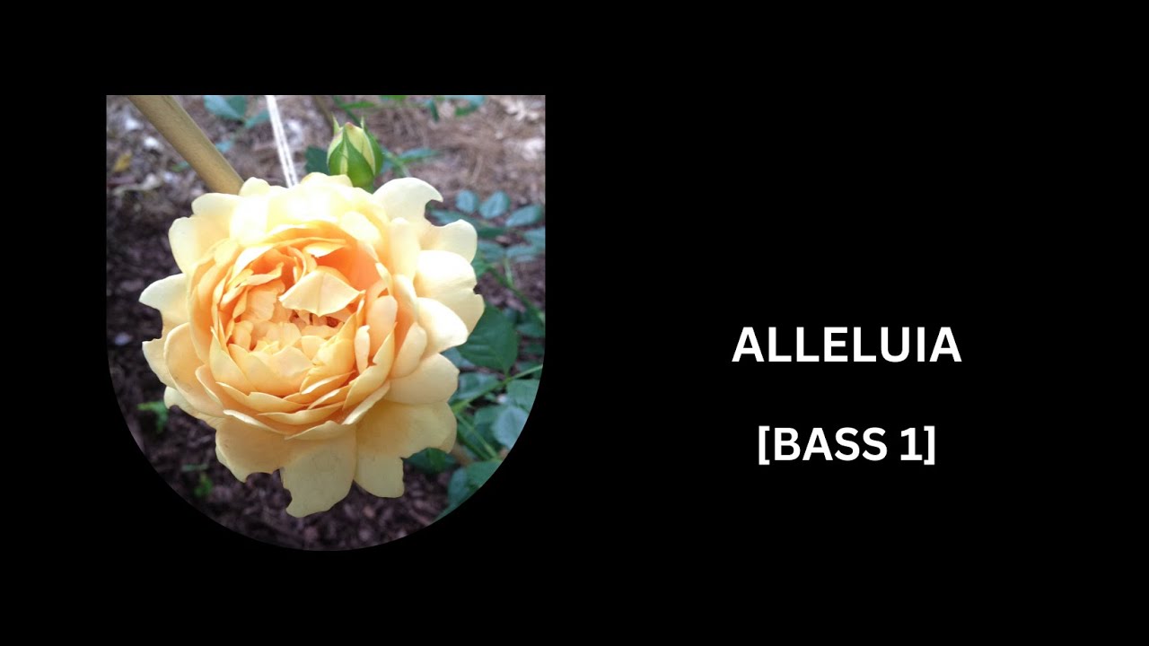 ALLELUIA [BASS 1] ㅣ RALPH MANUEL