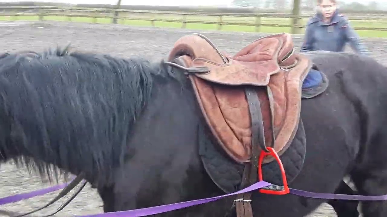 #Llafar Rock-Queen #Welsh Show Pony #For Sale #equestrian #horsegirl 