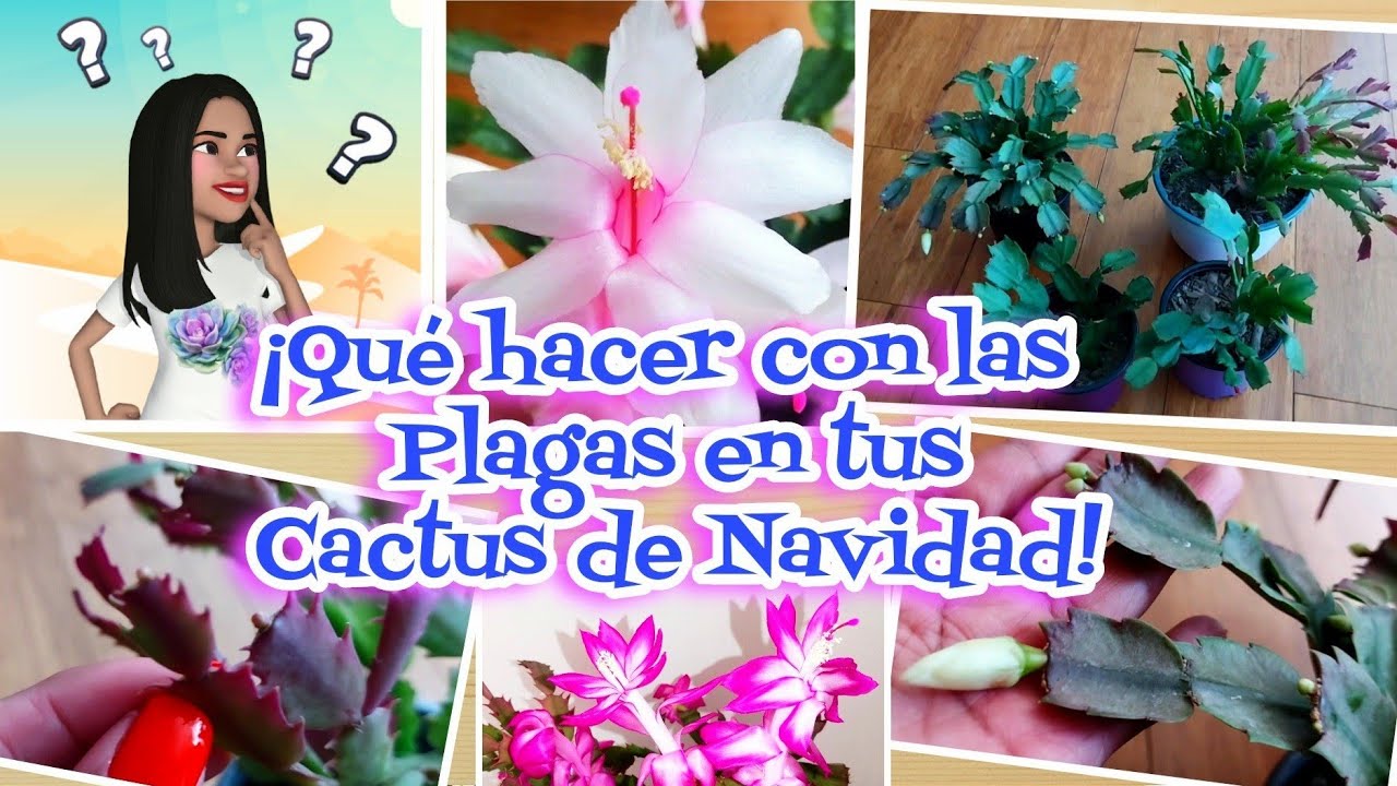 CACTUS de NAVIDAD 🎄🥰 conoce las plagas que lo atacan🤯 /Cactus de SOMBRA Pascua y Acción de Gracias/