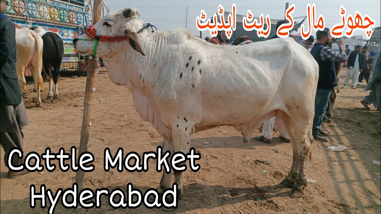 Mide Range janwaro ki update |MSCattleFarm|