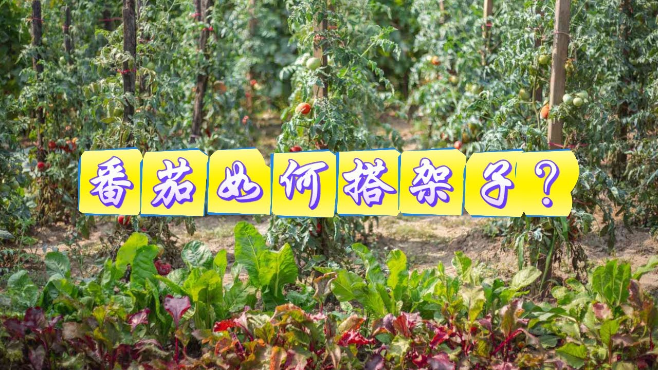 番茄如何搭架子？ #番茄 #種菜 #種植小技巧 #搭架子 #關注我一起學種菜
