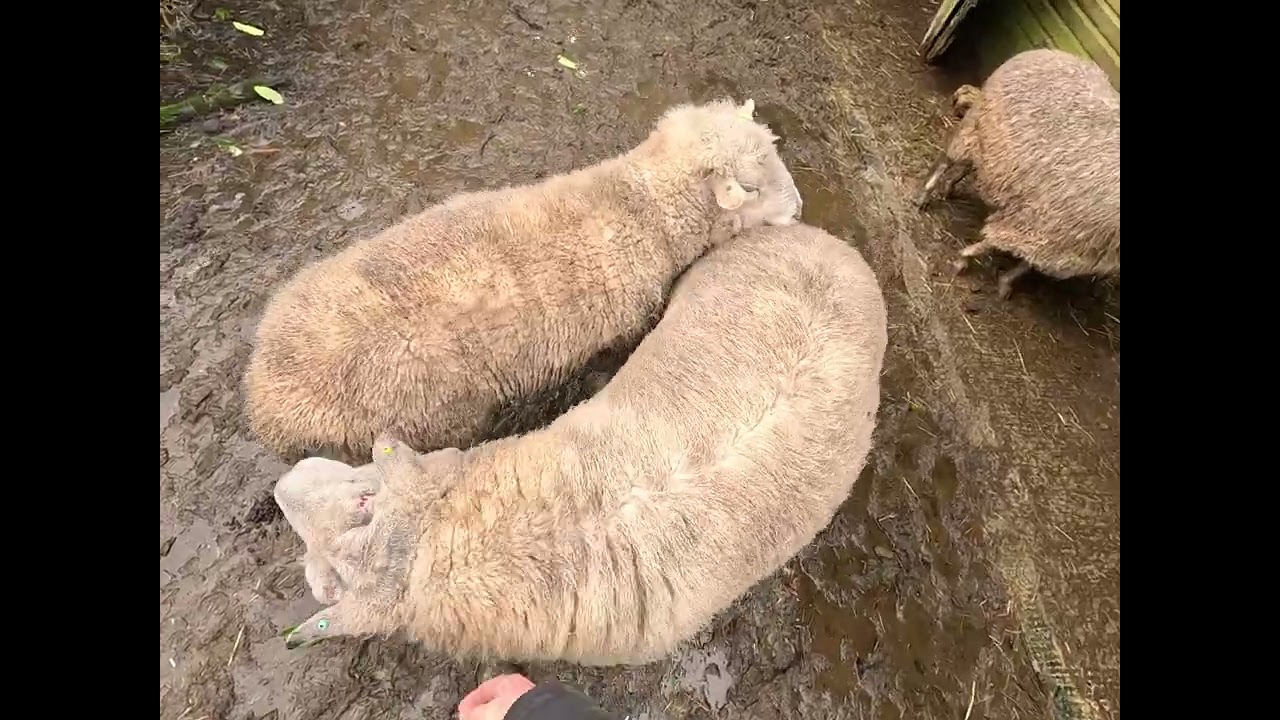 Morning Sheep Time 15 Feb 2026