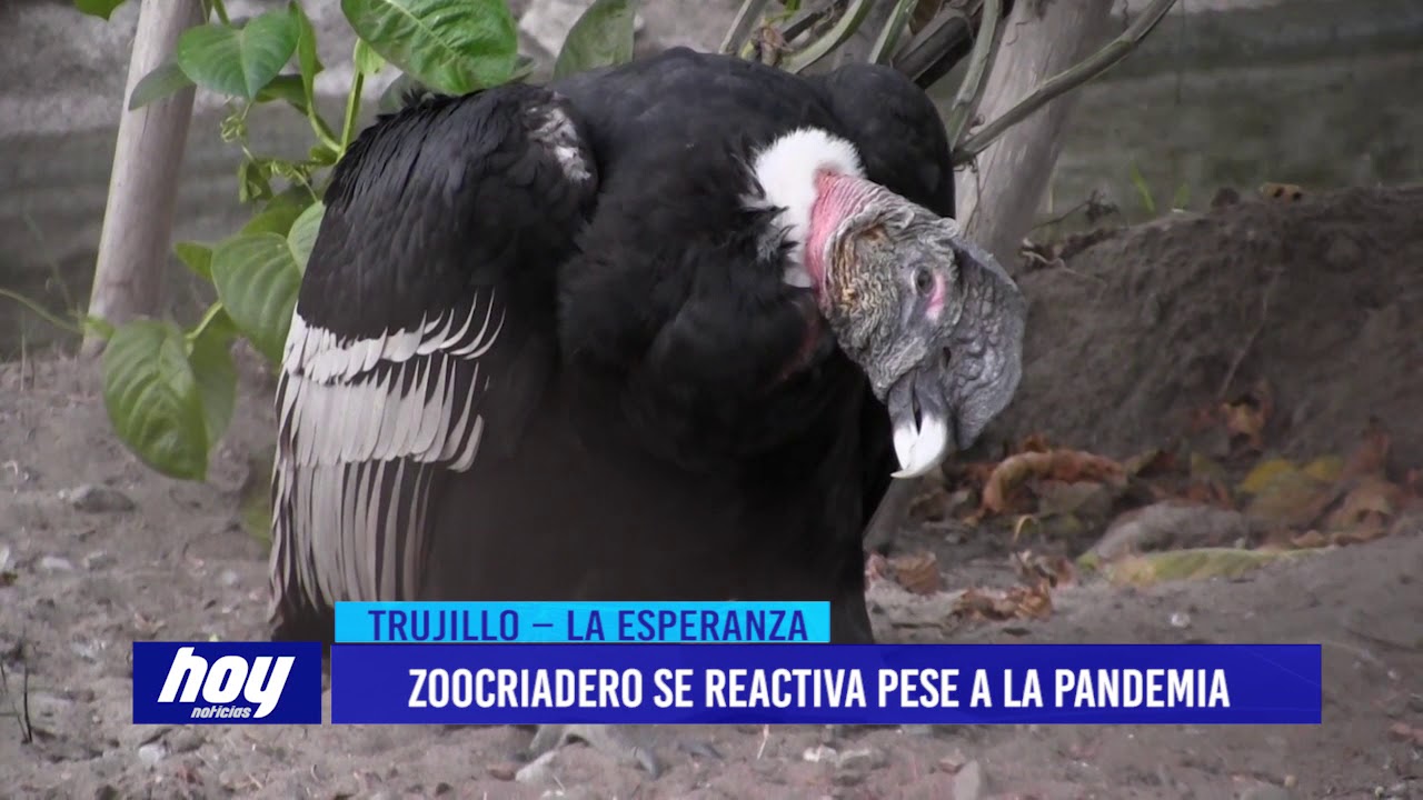 Trujillo: Zoocriadero atiende cumpliendo medidas sanitarias