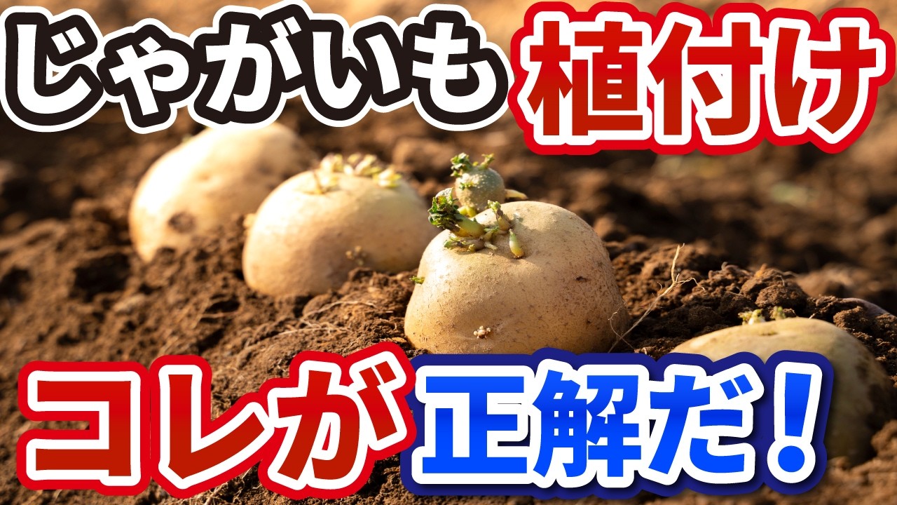 じゃがいもはこの植え方が正解だった…黒マルチを使った完全解説【初心者向け】