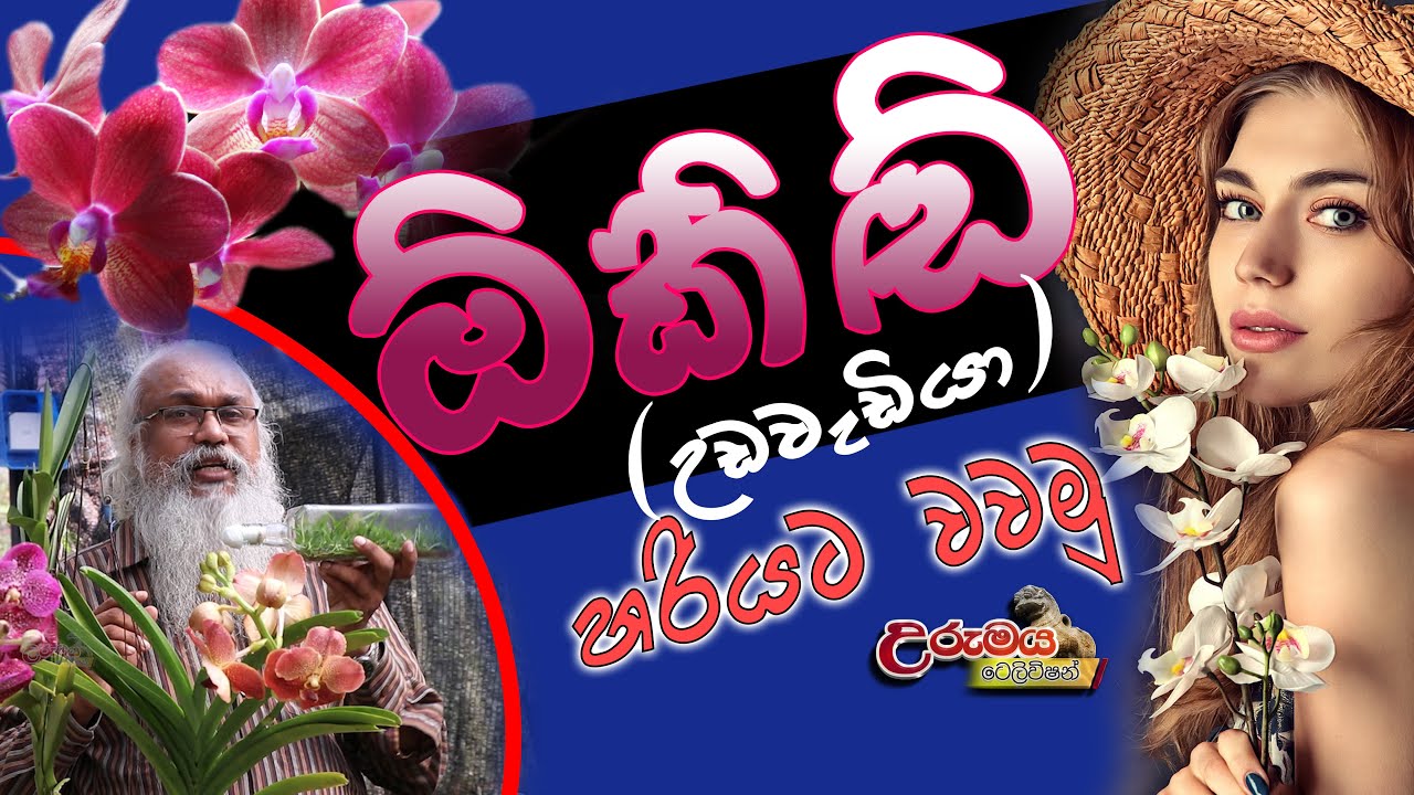 Orchid ඔර්කිඩ්  (උඩවැඩියා ) නිවැරදිව වවමු  Urumaya Television උරුමය ටෙලිවිෂන්