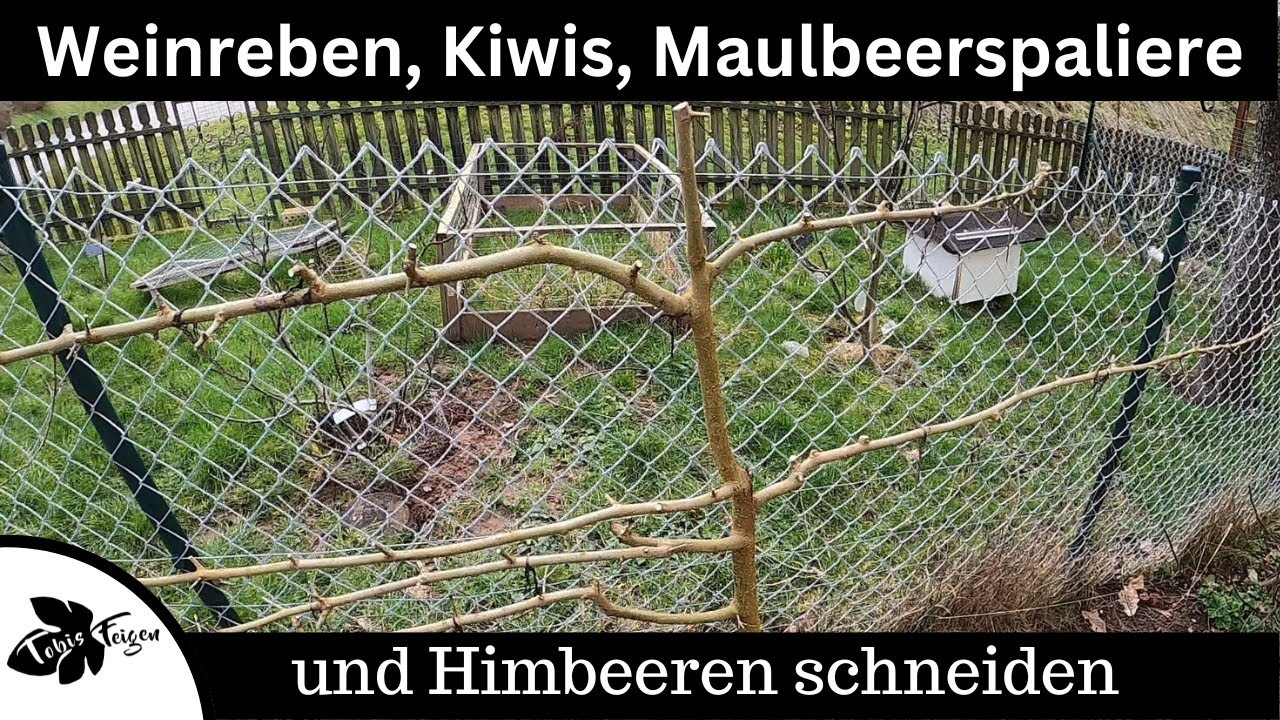 Gartenarbeit Februar | Weinreben, Kiwis, Maulbeeren und Himbeeren schneiden | Feigen umpflanzen