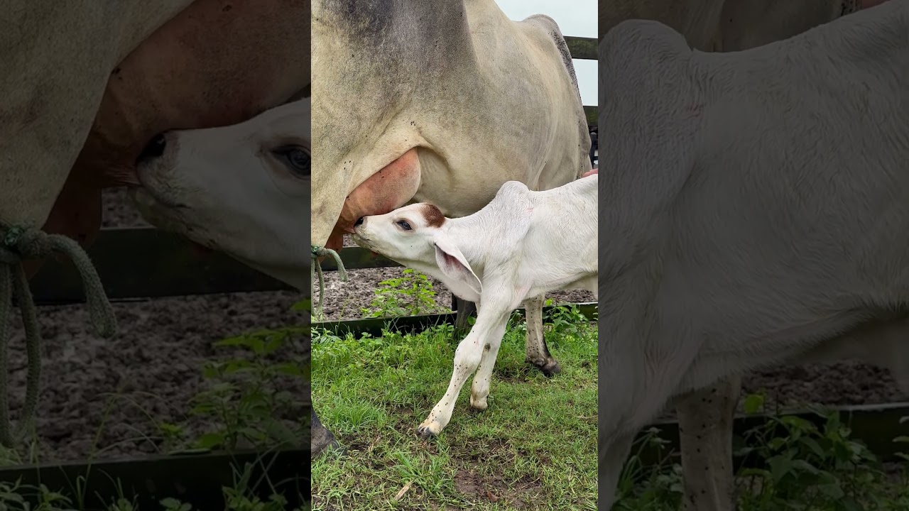 BEZERRO MAMANDO 😍🍼🐂✅ #shorts