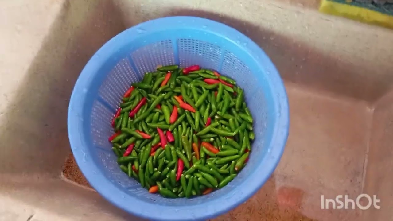 Colhendo pimenta e fazendo conserva 