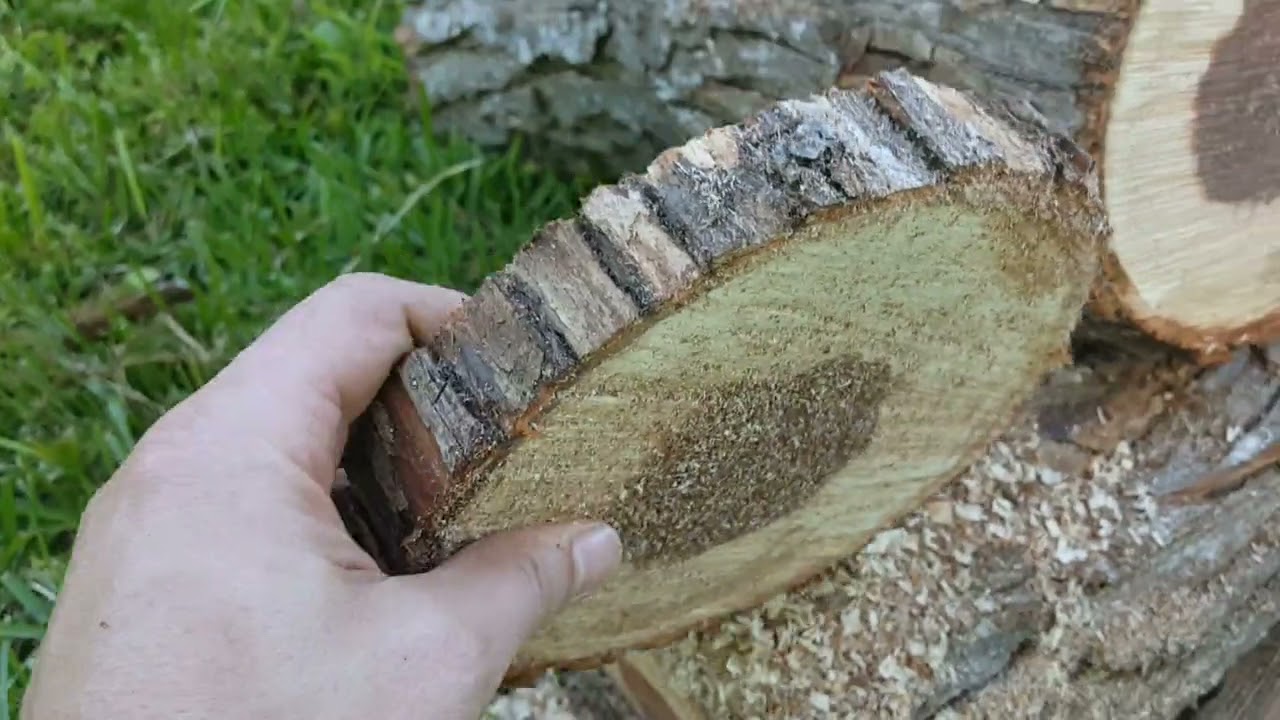 Willow Wood: A brief overview