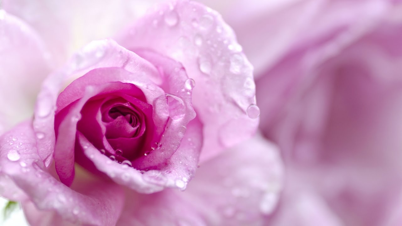 [Shared Rights of Spouses] Trust & Patience - 'Umar Quinn