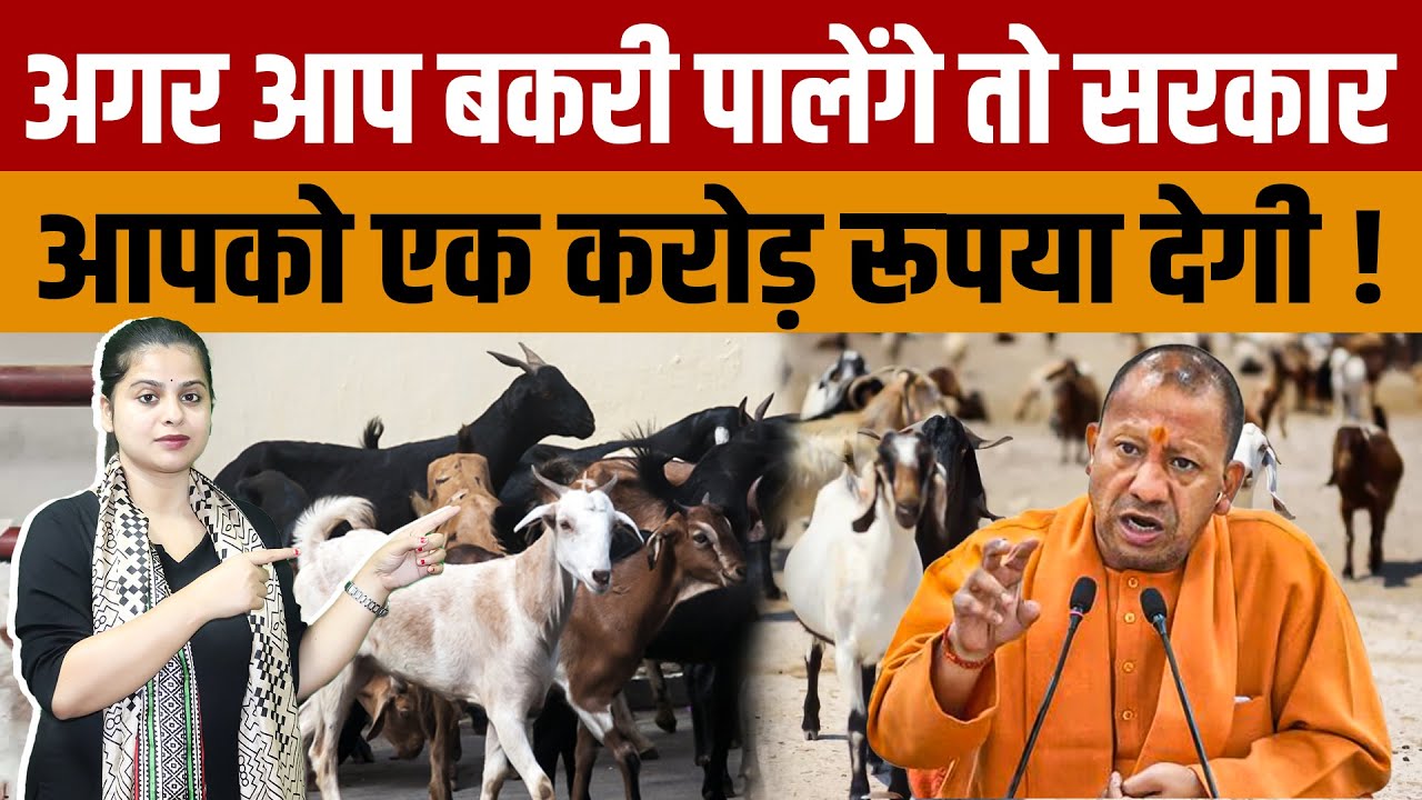Uttar Pradesh Bakri Palan Yojana | UP सरकार दे रही है बकरी पालन के लिए सब्सिडी और करोड़ों रुपए
