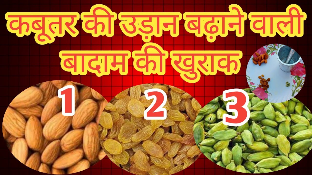कबूतर की उड़ान बढ़ाने वाली बादाम की खुराक || Bazi wala kabootar ko Khurak Dena ka Tarika.
