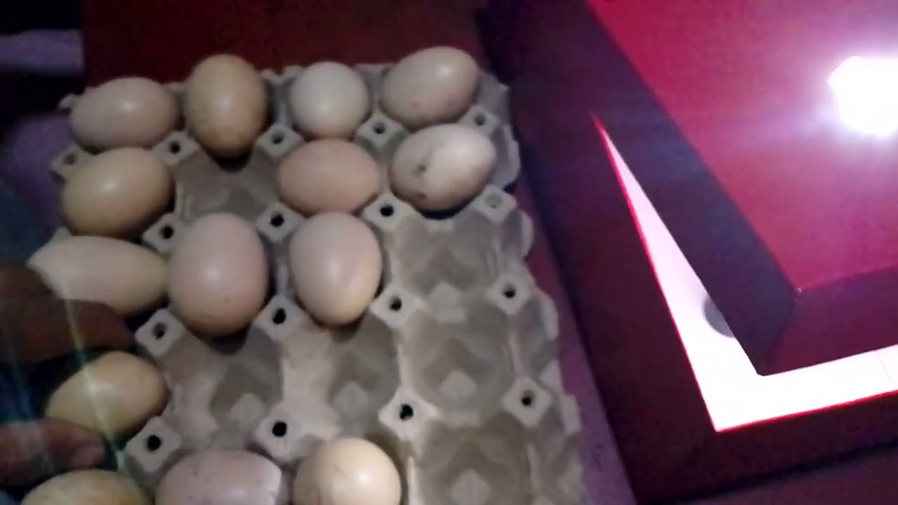 Candling of 3days old chicken eggs.diy incubator.march 4,2026.davao City 
