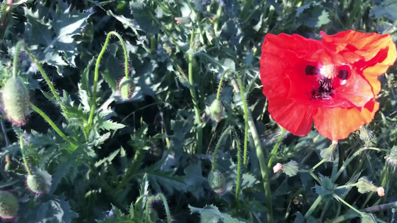 نبات الخشخاش المنثور coquelicot