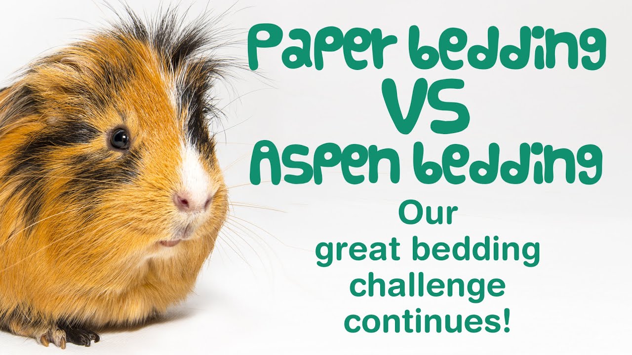PAPER BEDDING for GUINEA PIGS | Testing ABSORBENCY & ODOUR Control | Is it GOOD Guinea Pig Bedding?