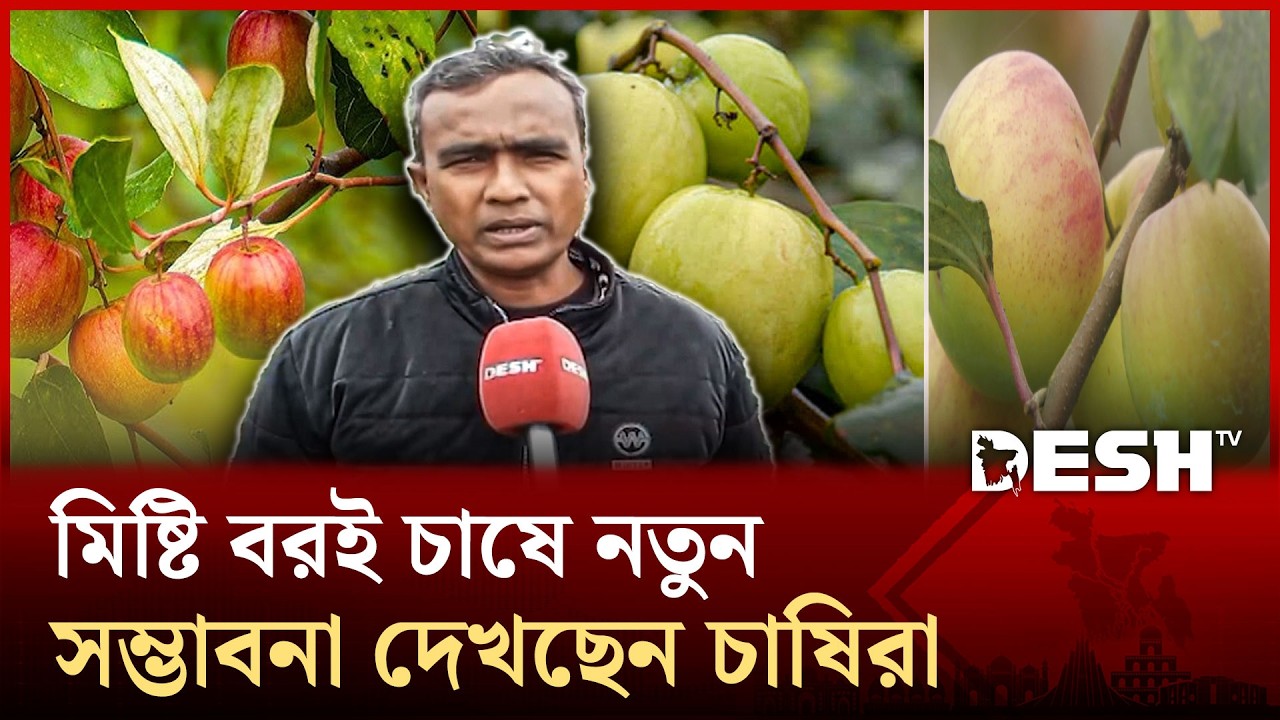 লাভজনক বরই চাষে ঝুঁকছেন স্থানীয় কৃষকরা | Plum Gardens | News | Desh TV