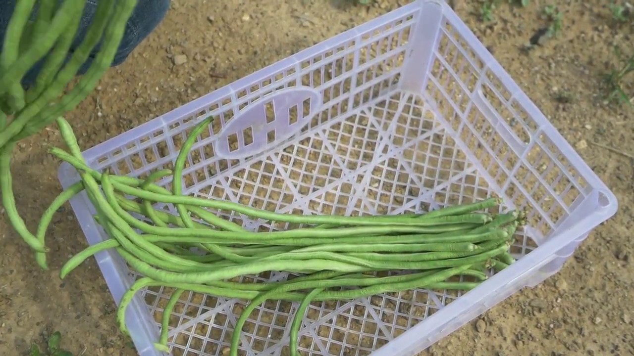 How to plant and grow yard long bean