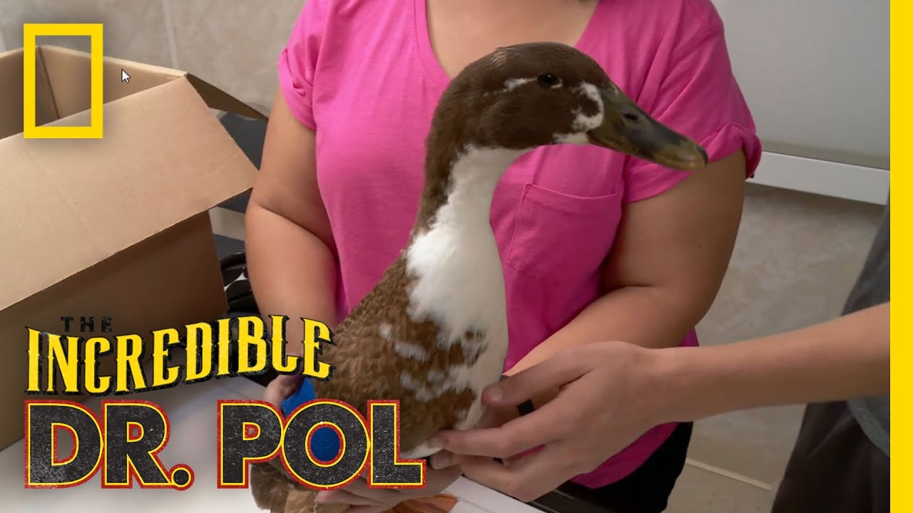 Take This Broken Wing | The Incredible Dr. Pol