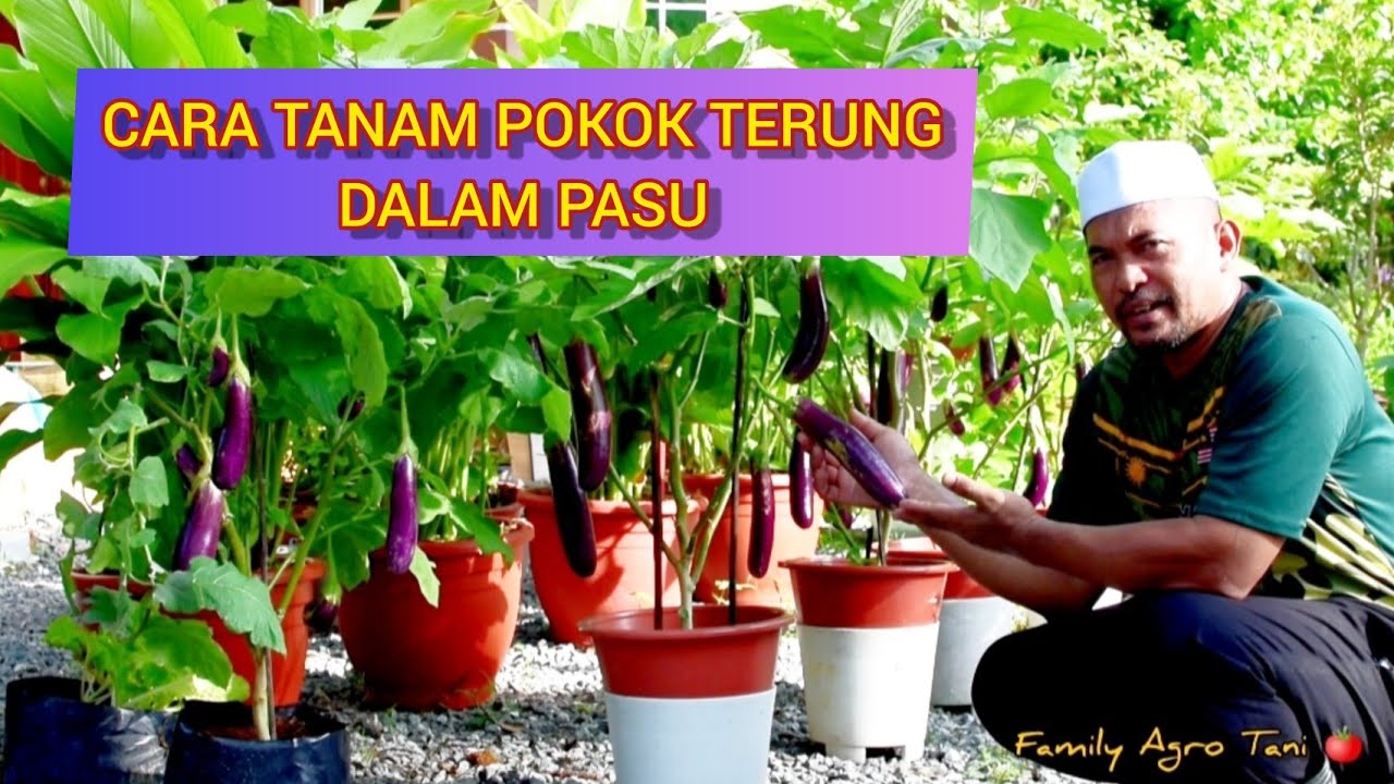 TANAM POKOK TERUNG DALAM PASU - Pasu Nutripot