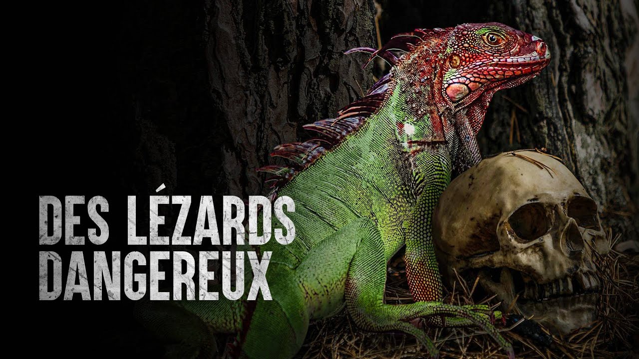Comment survivre aux l&eacute;zards les plus meurtriers