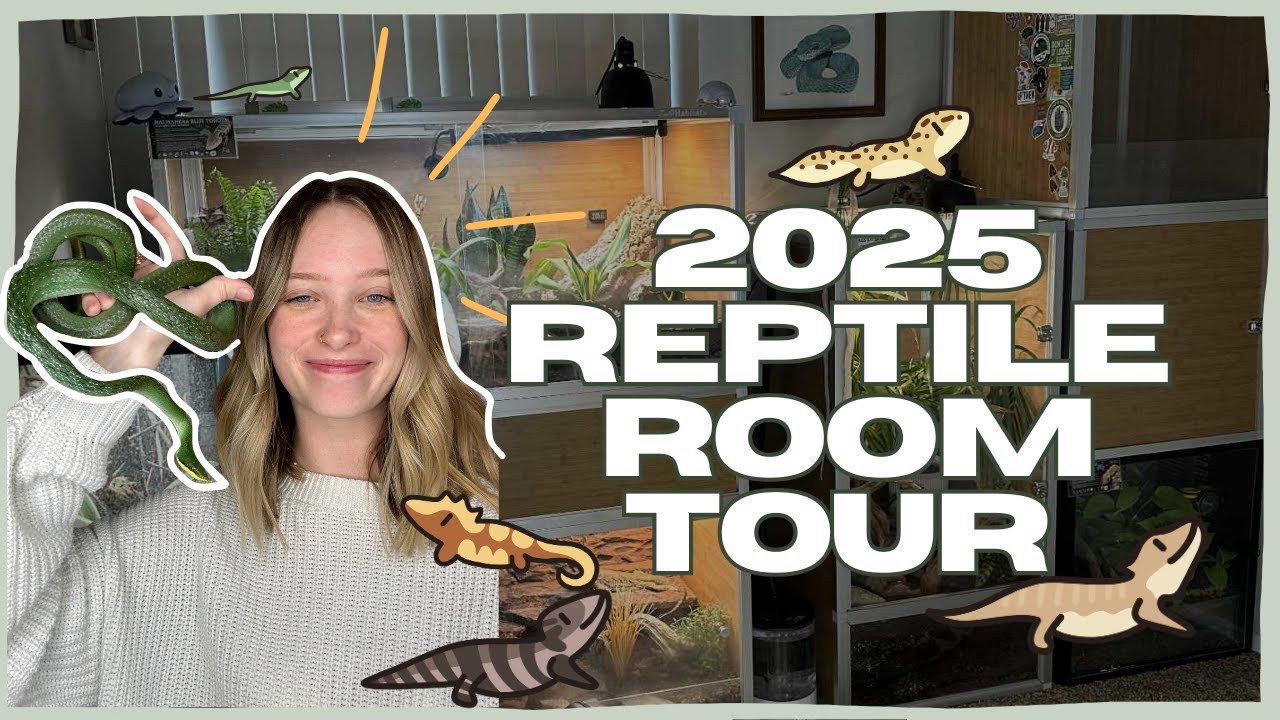 APARTMENT REPTILE ROOM TOUR 2025! Micro Lizards, Snakes, Geckos + More!