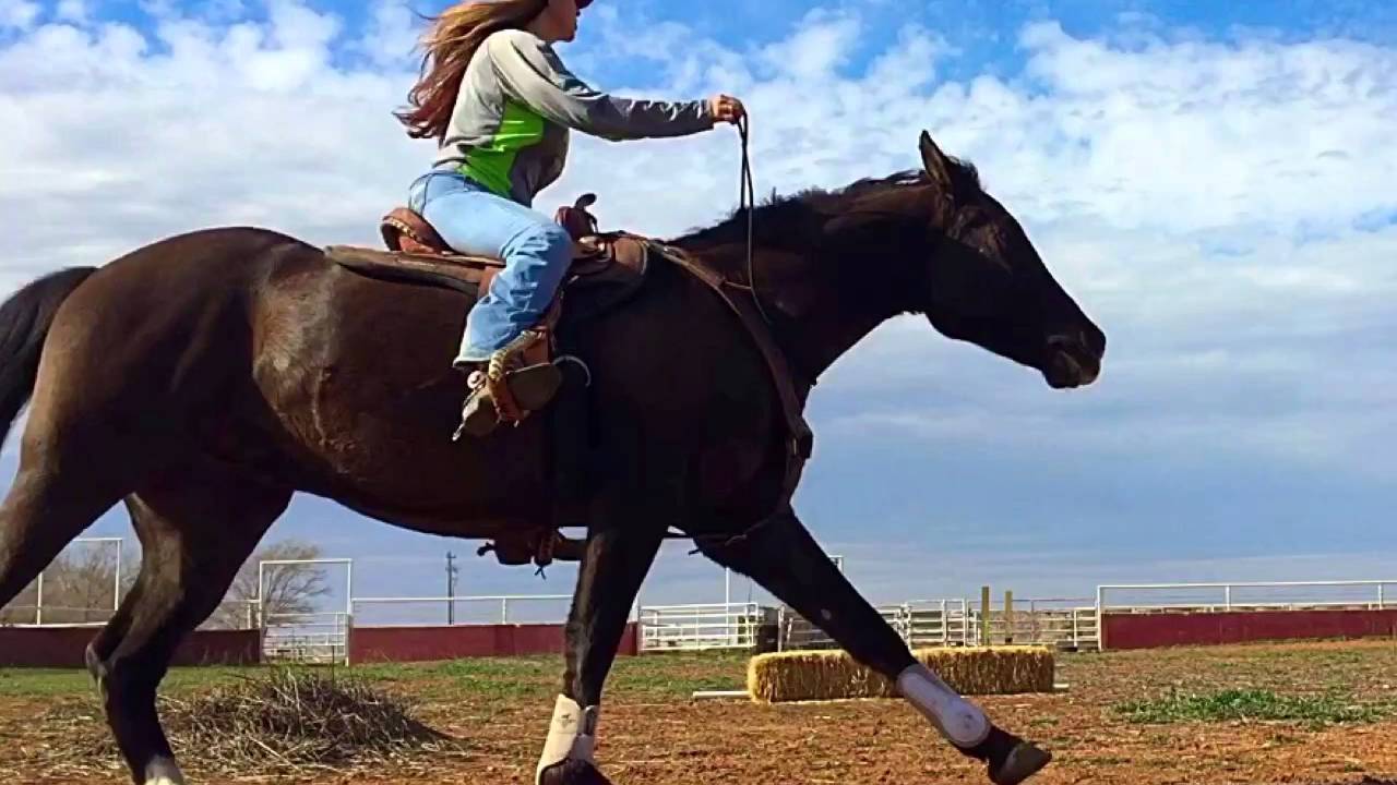 Arab Quarter Horse cross- first bridleless canter Jessie 2015