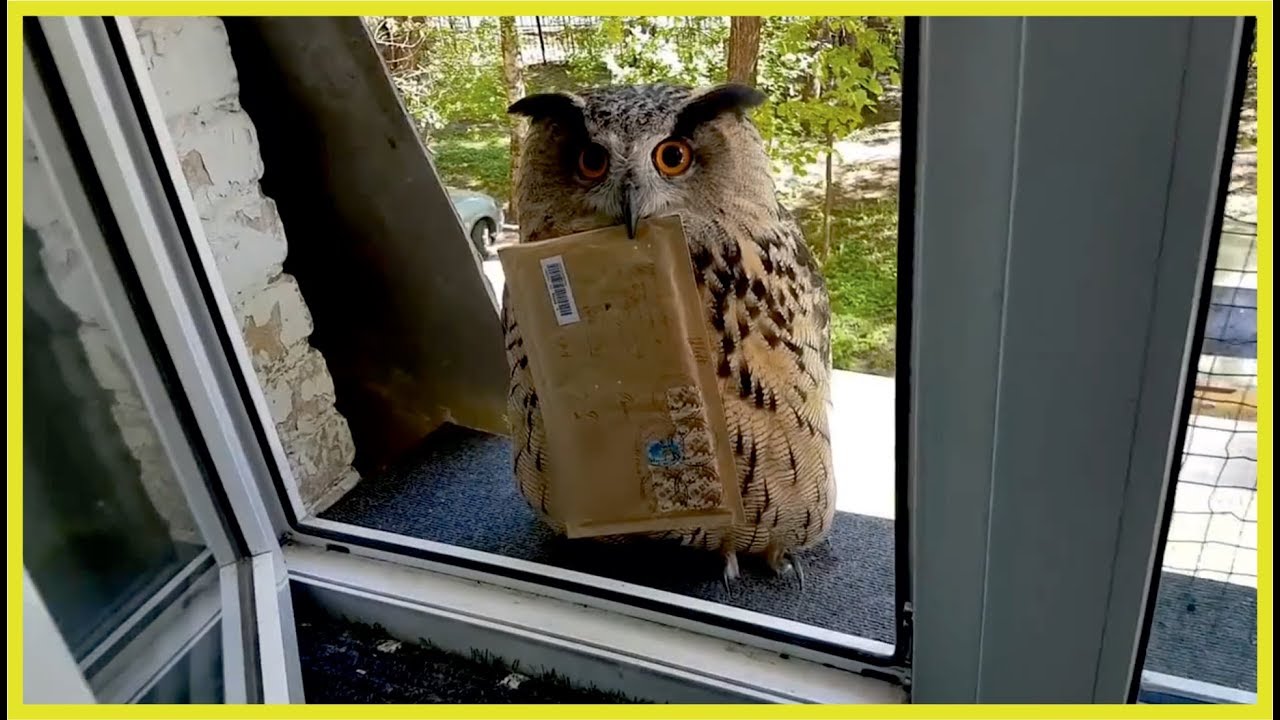 ⚡Funny pets #1 май 2018🔥 Забавные домашние животные🤣