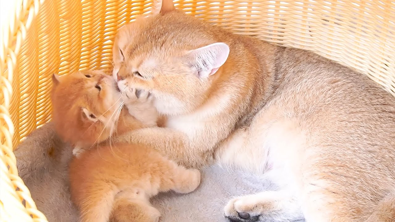 Mother cats always spend all their time with their beloved kittens.