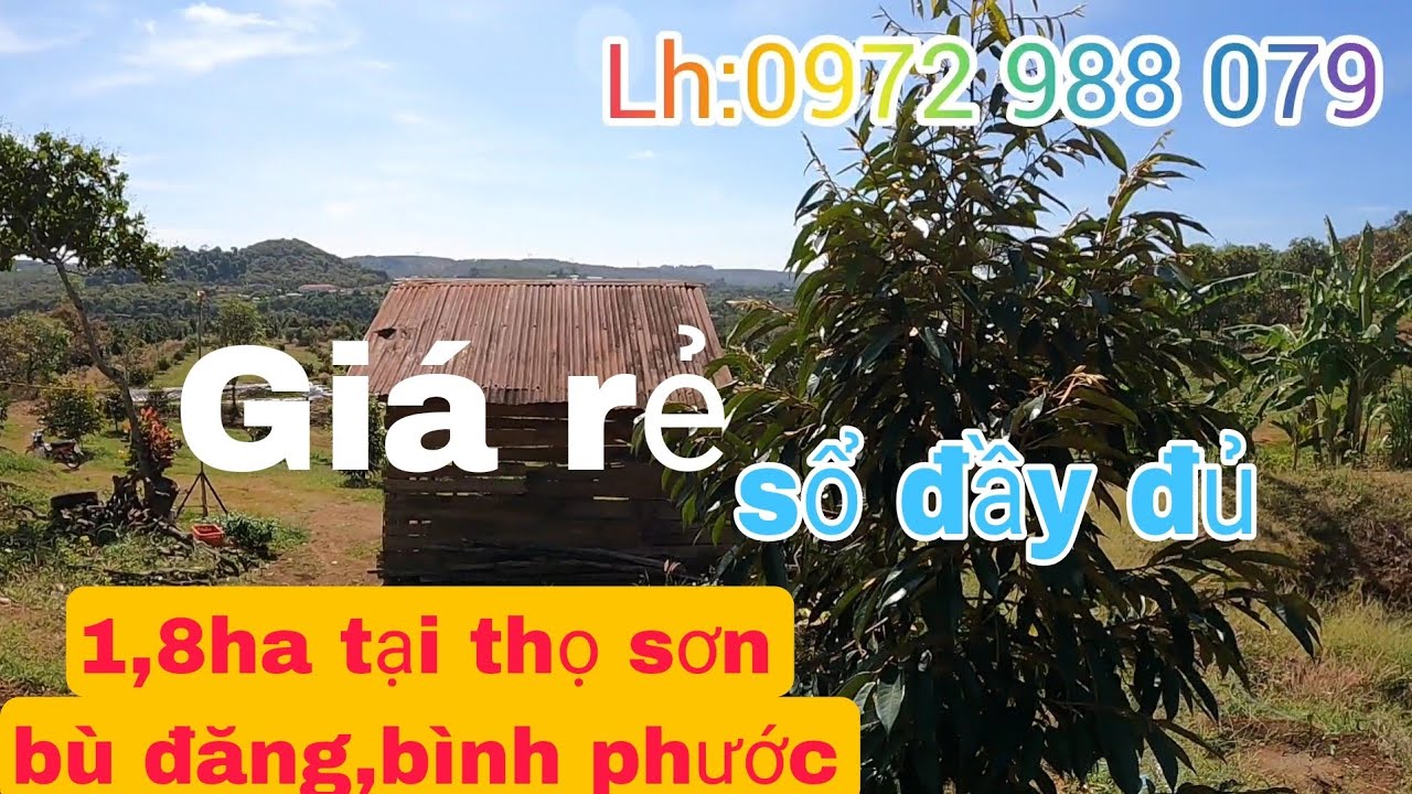 Bán vườn sầu riêng thái 1,8ha giá 1,4 tỉ sổ đầy đủ