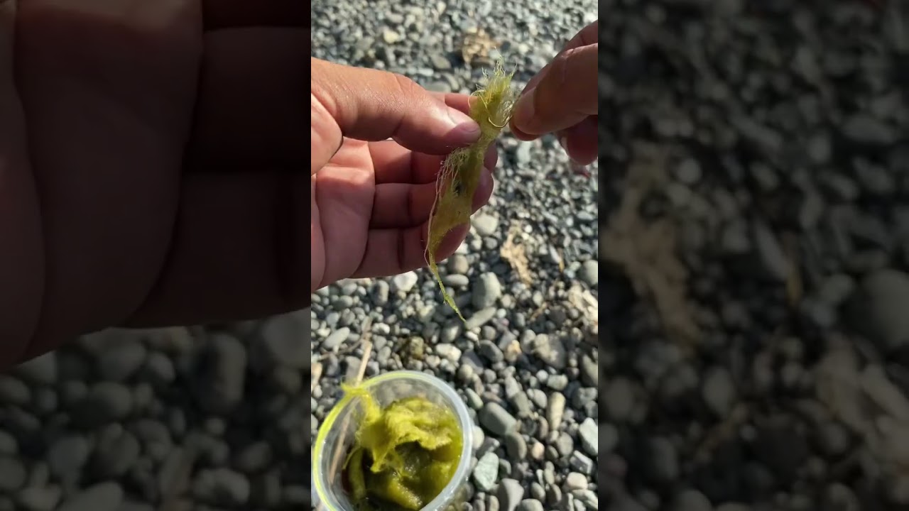 Best Bait for Catching Tilapia - ALGAE  