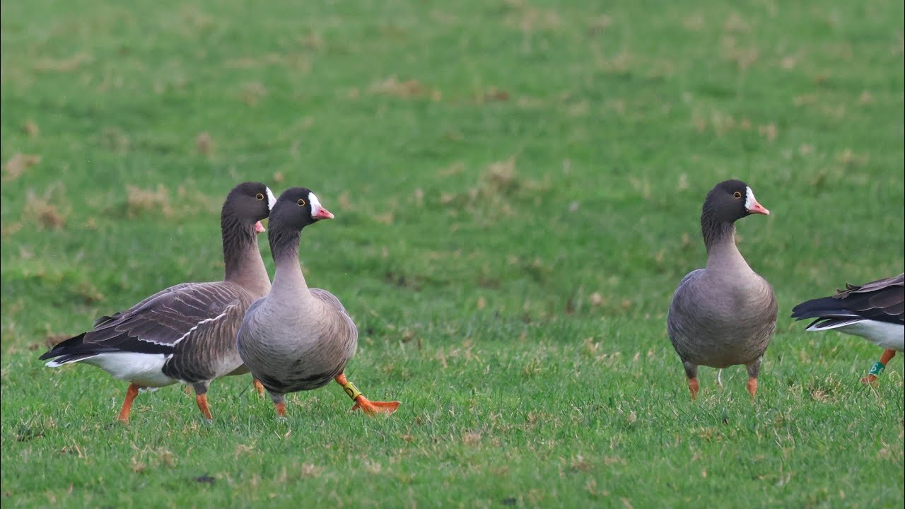 Lesser White-fronted Geese foraging