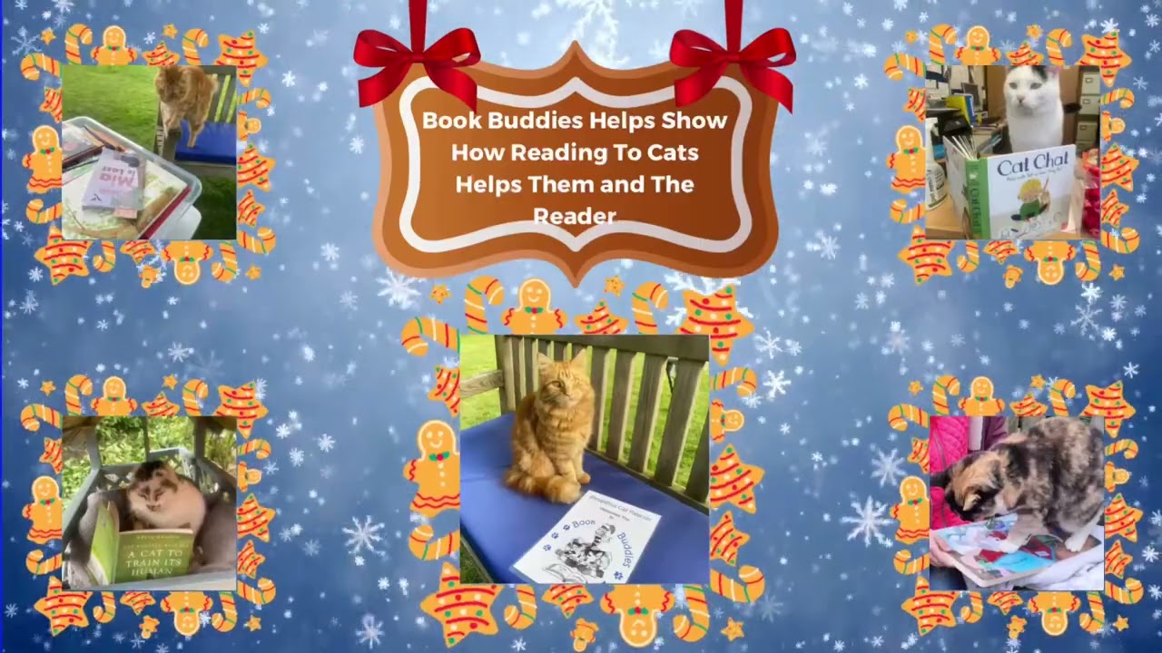 Day 9 of Shropshire Cat Rescue Adventure Calendar