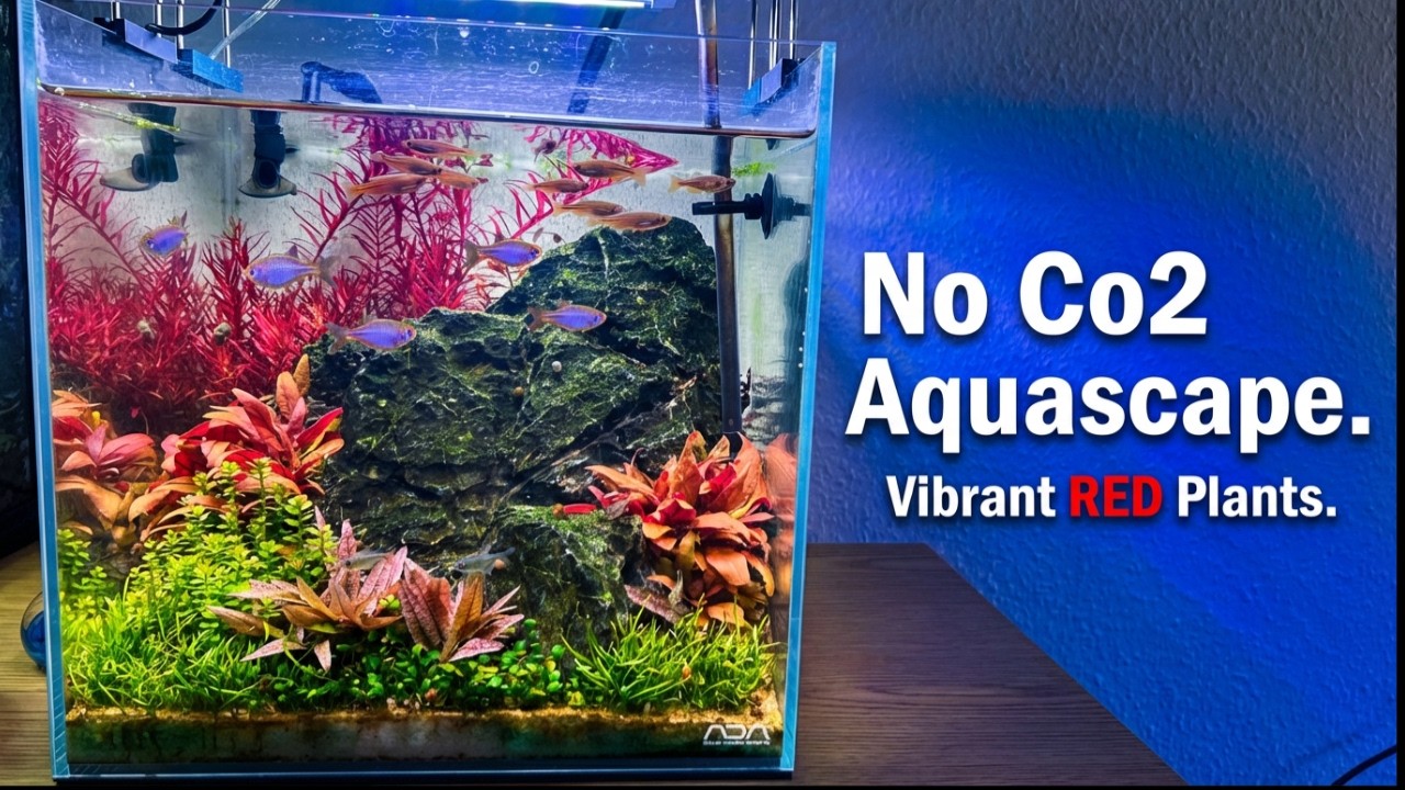 How To Make A STUNNING No CO2 Nano Aquascape with Red Plants!
